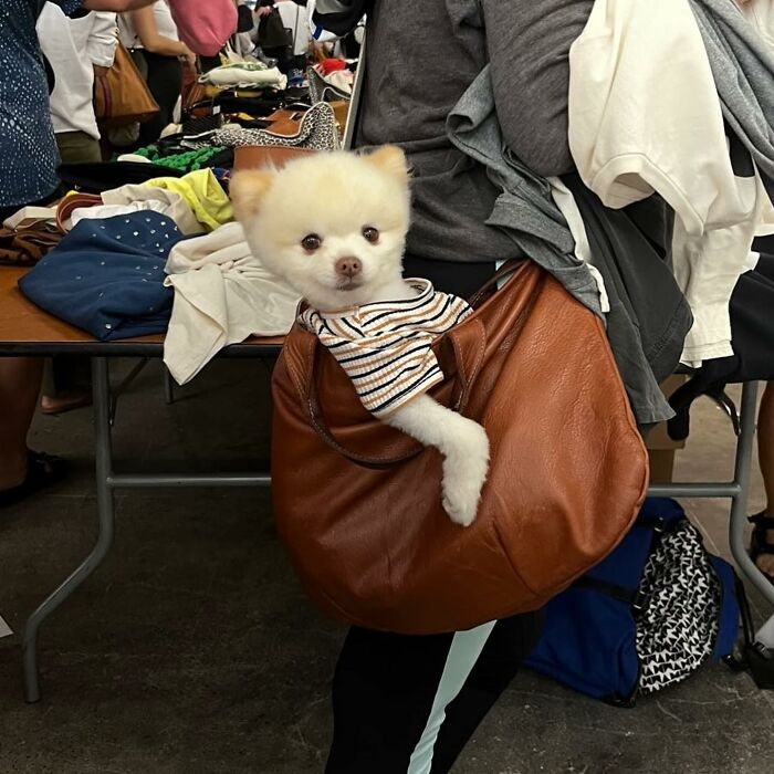 95 Adorable Dogs Riding In Bags As Shared By This Viral Page (New Pics)