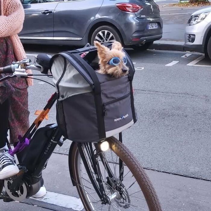 95 Adorable Dogs Riding In Bags As Shared By This Viral Page (New Pics)