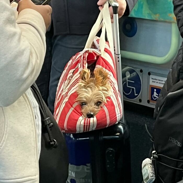95 Adorable Dogs Riding In Bags As Shared By This Viral Page (New Pics)