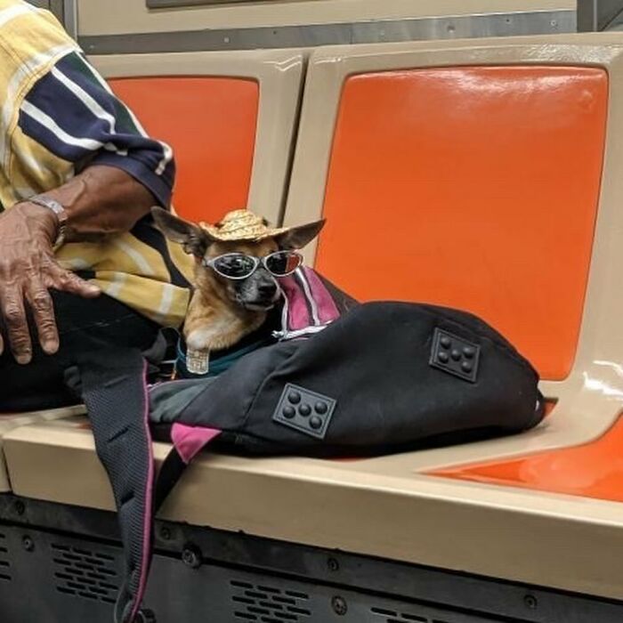 95 Adorable Dogs Riding In Bags As Shared By This Viral Page (New Pics)
