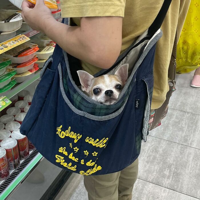 95 Adorable Dogs Riding In Bags As Shared By This Viral Page (New Pics)