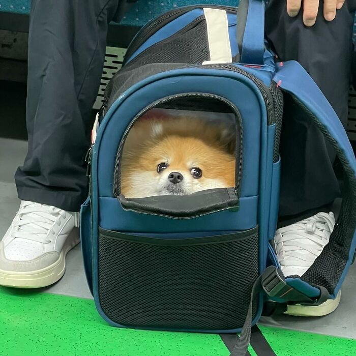 95 Adorable Dogs Riding In Bags As Shared By This Viral Page (New Pics)