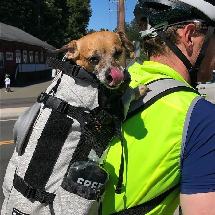95 Adorable Dogs Riding In Bags As Shared By This Viral Page (New Pics)