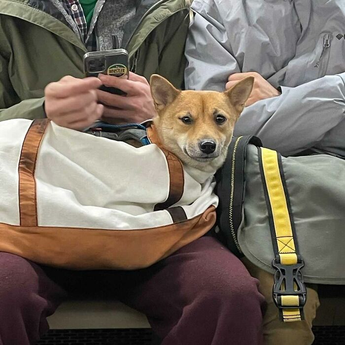 95 Adorable Dogs Riding In Bags As Shared By This Viral Page (New Pics)