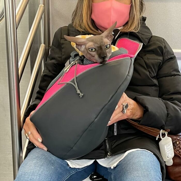95 Adorable Dogs Riding In Bags As Shared By This Viral Page (New Pics)