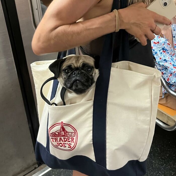 95 Adorable Dogs Riding In Bags As Shared By This Viral Page (New Pics)
