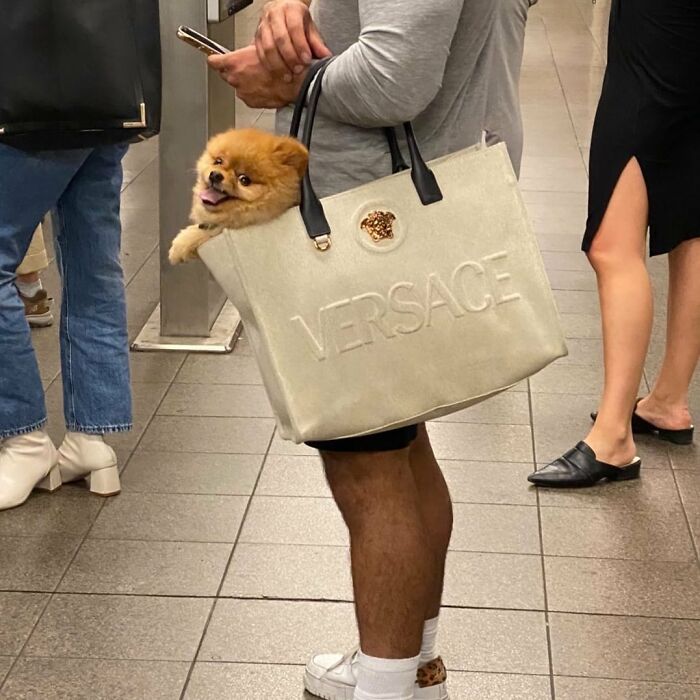 95 Adorable Dogs Riding In Bags As Shared By This Viral Page (New Pics)