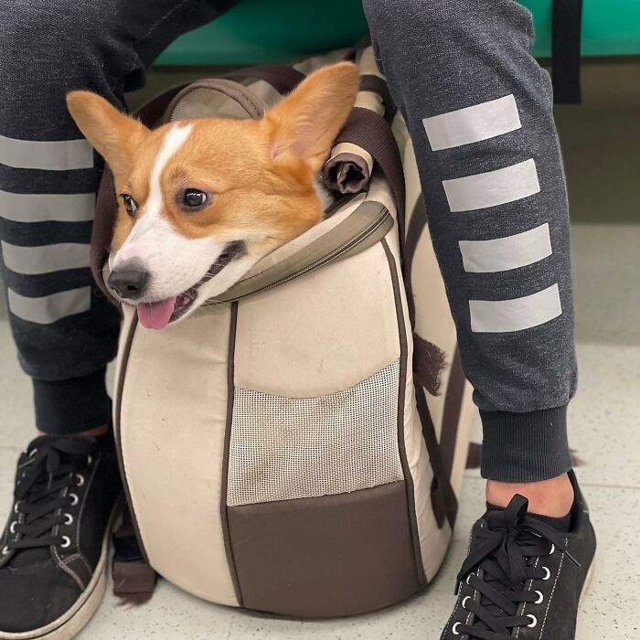 95 Adorable Dogs Riding In Bags As Shared By This Viral Page (New Pics)