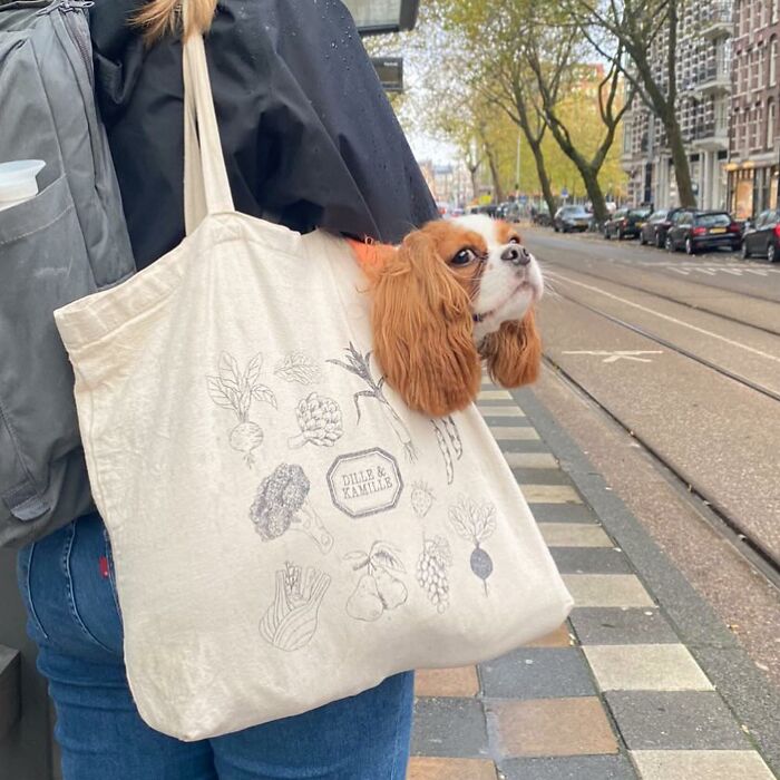 95 Adorable Dogs Riding In Bags As Shared By This Viral Page (New Pics)