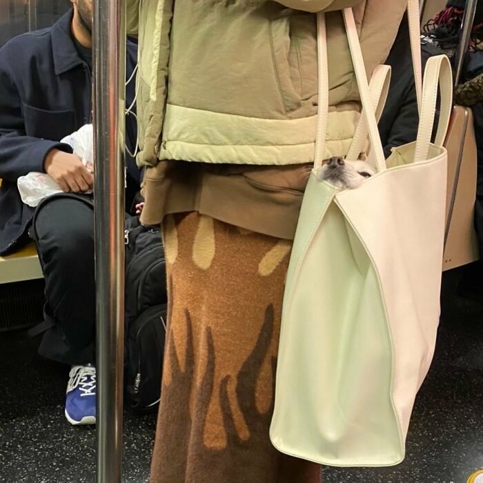 95 Adorable Dogs Riding In Bags As Shared By This Viral Page (New Pics)