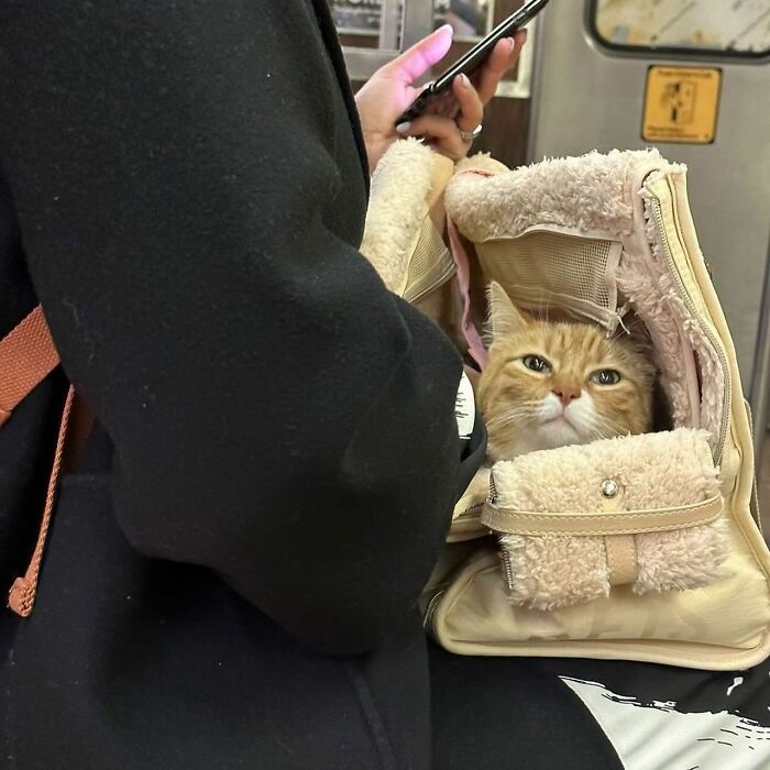 95 Adorable Dogs Riding In Bags As Shared By This Viral Page (New Pics)