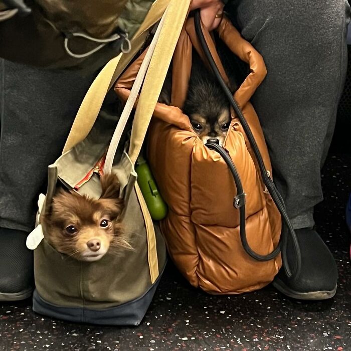 95 Adorable Dogs Riding In Bags As Shared By This Viral Page (New Pics)