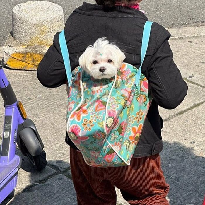 95 Adorable Dogs Riding In Bags As Shared By This Viral Page (New Pics)