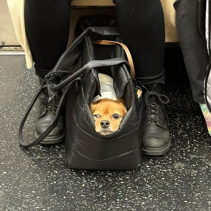 95 Adorable Dogs Riding In Bags As Shared By This Viral Page (New Pics)