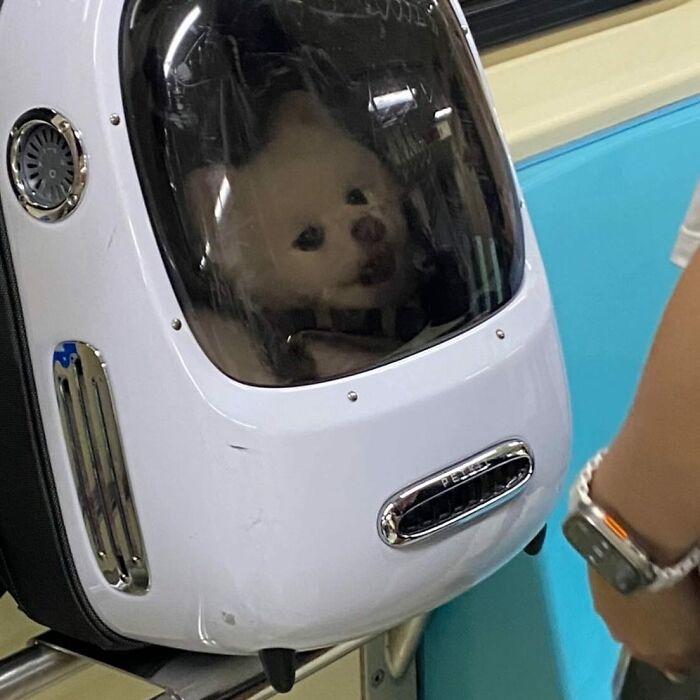 95 Adorable Dogs Riding In Bags As Shared By This Viral Page (New Pics)