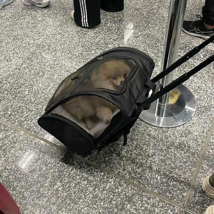 95 Adorable Dogs Riding In Bags As Shared By This Viral Page (New Pics)