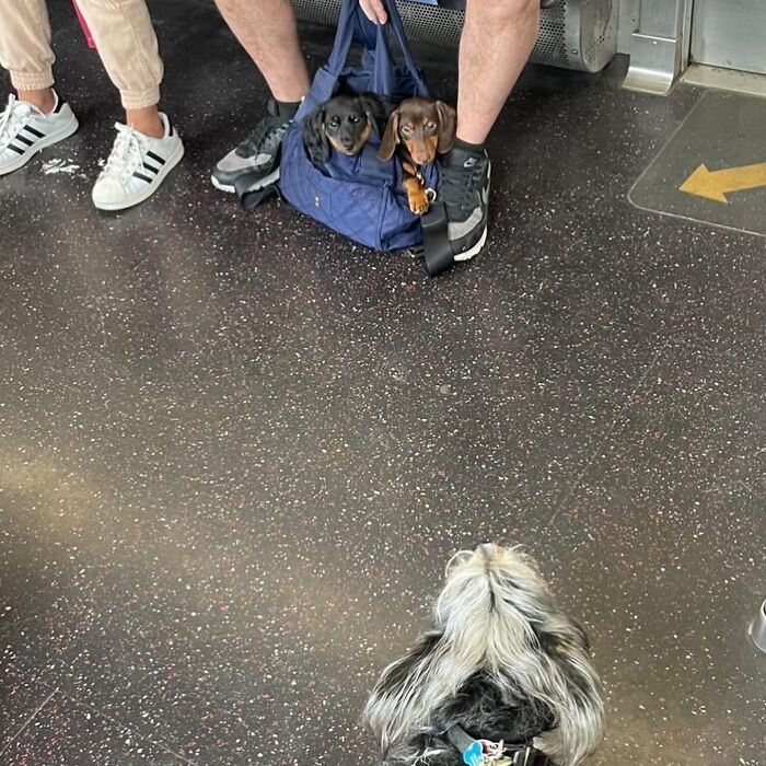 95 Adorable Dogs Riding In Bags As Shared By This Viral Page (New Pics)
