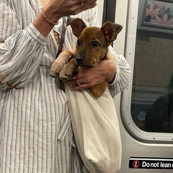 95 Adorable Dogs Riding In Bags As Shared By This Viral Page (New Pics)