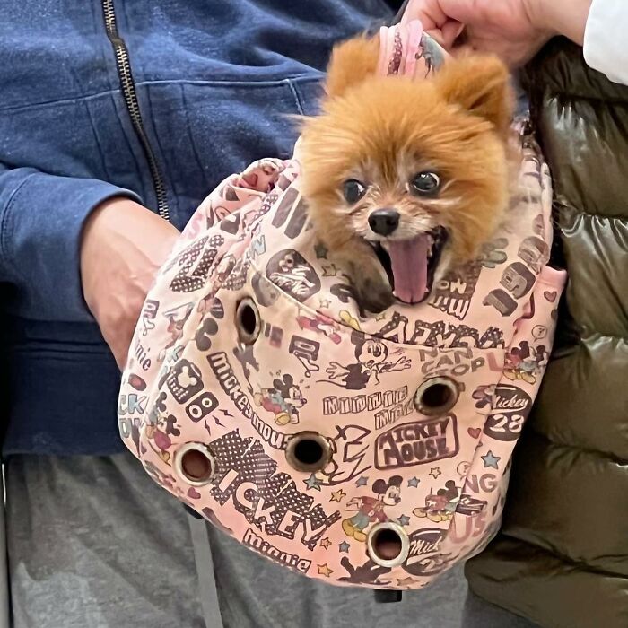 95 Adorable Dogs Riding In Bags As Shared By This Viral Page (New Pics)