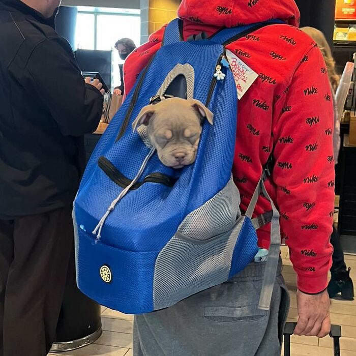 95 Adorable Dogs Riding In Bags As Shared By This Viral Page (New Pics)