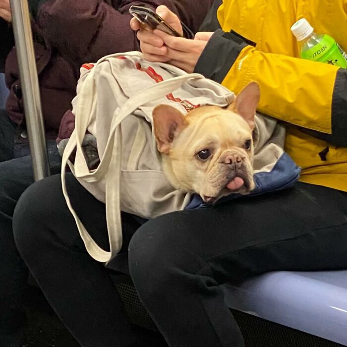 95 Adorable Dogs Riding In Bags As Shared By This Viral Page (New Pics)