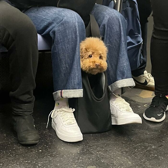 95 Adorable Dogs Riding In Bags As Shared By This Viral Page (New Pics)
