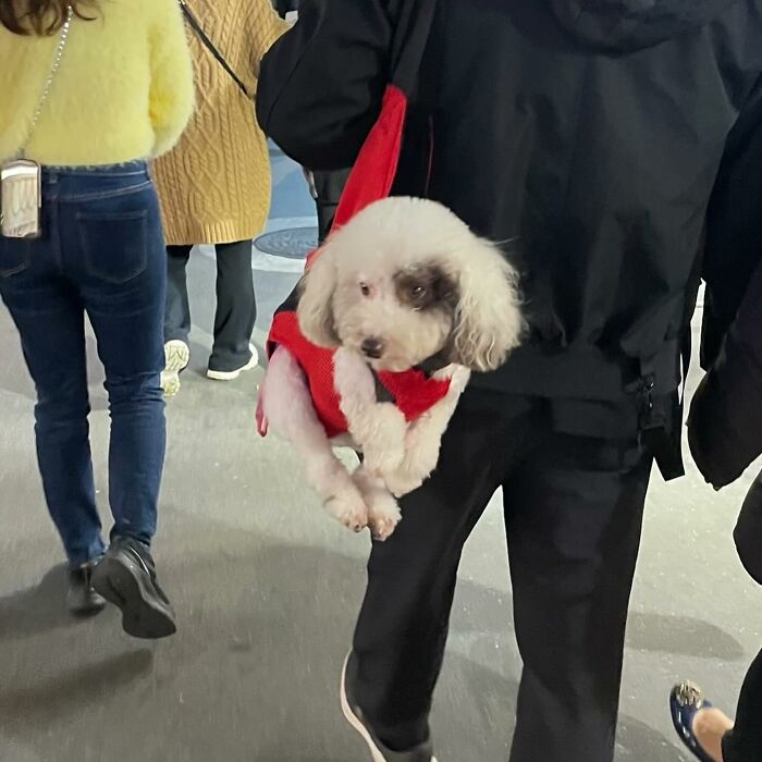 95 Adorable Dogs Riding In Bags As Shared By This Viral Page (New Pics)