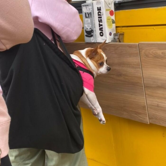 95 Adorable Dogs Riding In Bags As Shared By This Viral Page (New Pics)