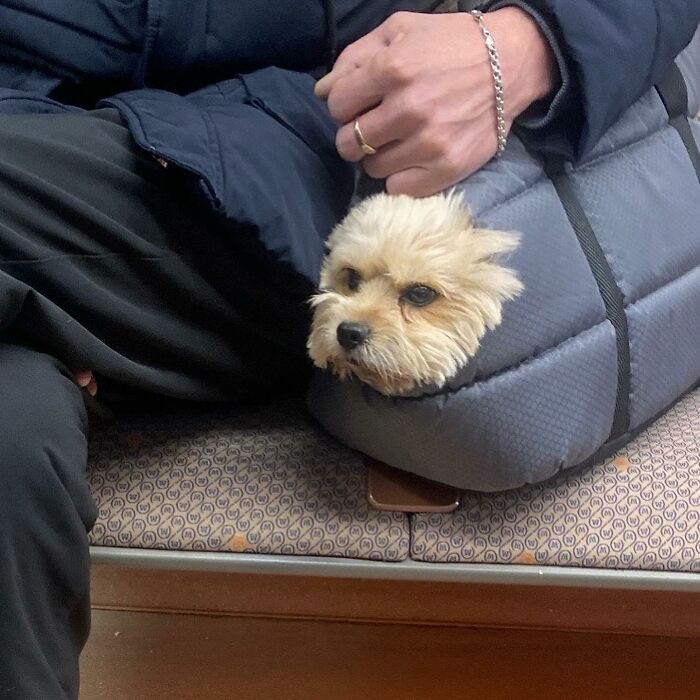 95 Adorable Dogs Riding In Bags As Shared By This Viral Page (New Pics)