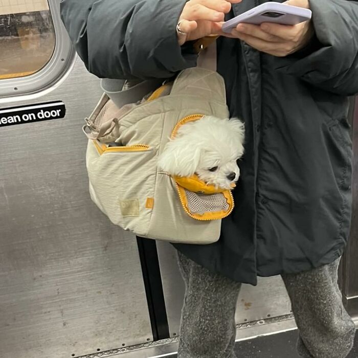 95 Adorable Dogs Riding In Bags As Shared By This Viral Page (New Pics)