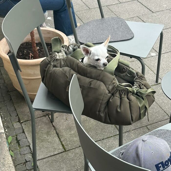 95 Adorable Dogs Riding In Bags As Shared By This Viral Page (New Pics)