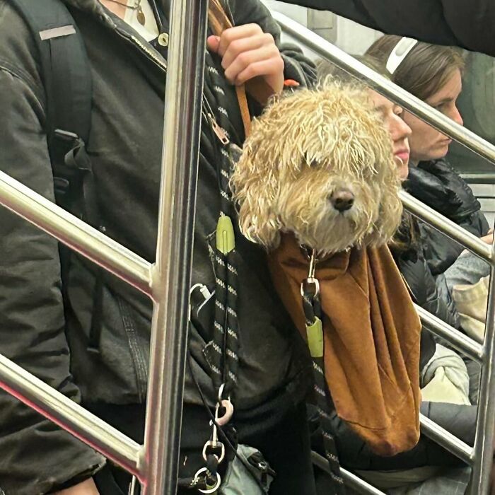 95 Adorable Dogs Riding In Bags As Shared By This Viral Page (New Pics)