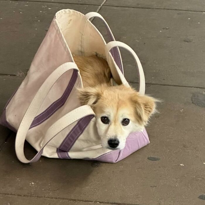 95 Adorable Dogs Riding In Bags As Shared By This Viral Page (New Pics)