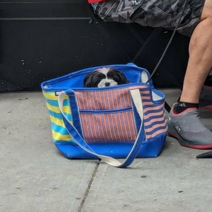 95 Adorable Dogs Riding In Bags As Shared By This Viral Page (New Pics)