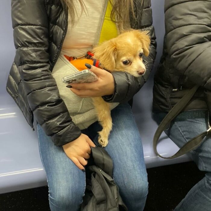 95 Adorable Dogs Riding In Bags As Shared By This Viral Page (New Pics)