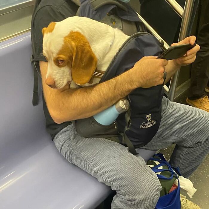 95 Adorable Dogs Riding In Bags As Shared By This Viral Page (New Pics)