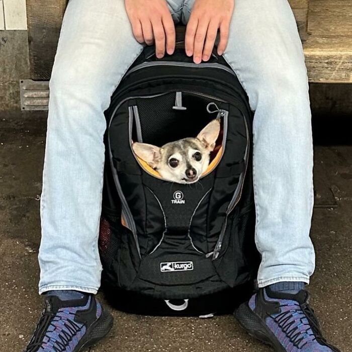 95 Adorable Dogs Riding In Bags As Shared By This Viral Page (New Pics)