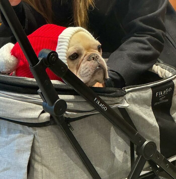 95 Adorable Dogs Riding In Bags As Shared By This Viral Page (New Pics)