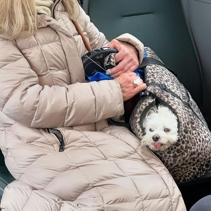 95 Adorable Dogs Riding In Bags As Shared By This Viral Page (New Pics)