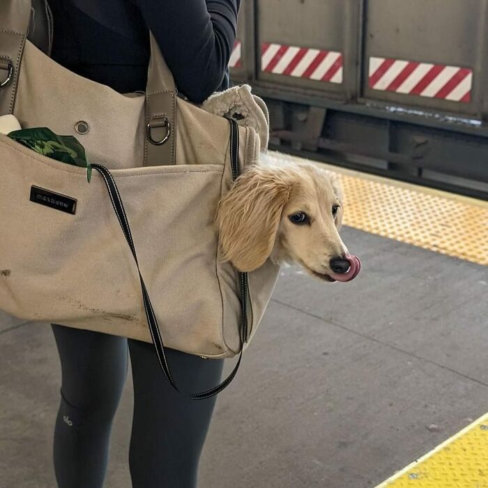 95 Adorable Dogs Riding In Bags As Shared By This Viral Page (New Pics)