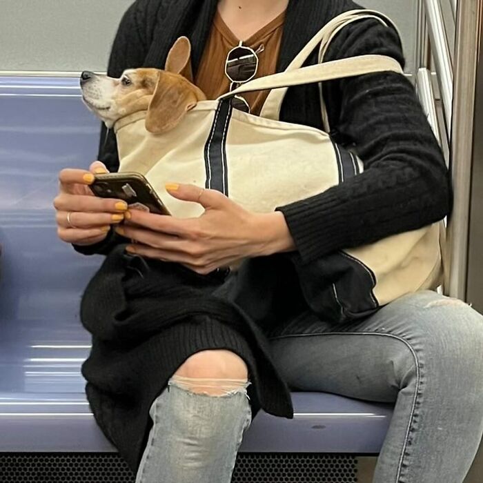 95 Adorable Dogs Riding In Bags As Shared By This Viral Page (New Pics)