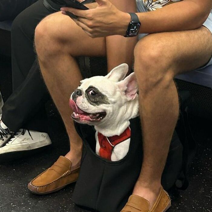 95 Adorable Dogs Riding In Bags As Shared By This Viral Page (New Pics)