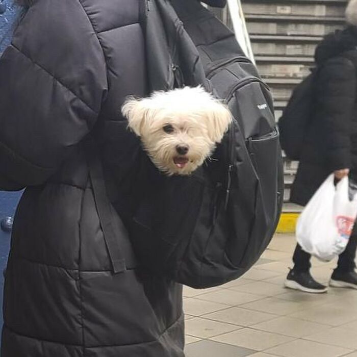 95 Adorable Dogs Riding In Bags As Shared By This Viral Page (New Pics)