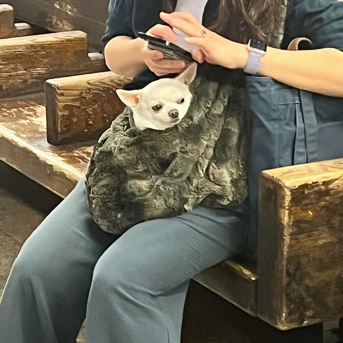 95 Adorable Dogs Riding In Bags As Shared By This Viral Page (New Pics)