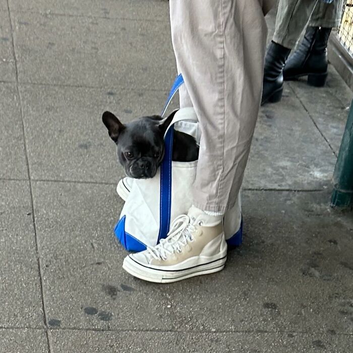 95 Adorable Dogs Riding In Bags As Shared By This Viral Page (New Pics)