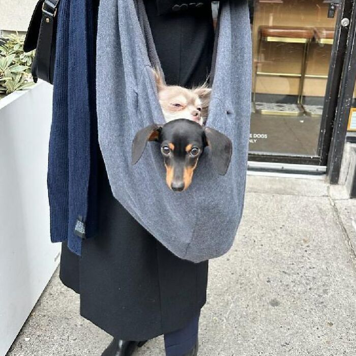95 Adorable Dogs Riding In Bags As Shared By This Viral Page (New Pics)