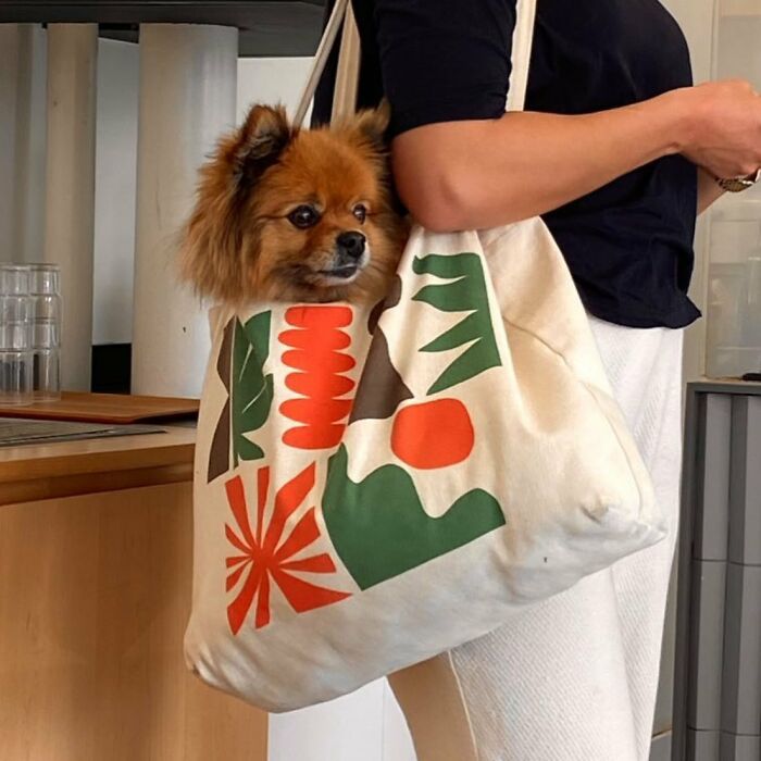 95 Adorable Dogs Riding In Bags As Shared By This Viral Page (New Pics)
