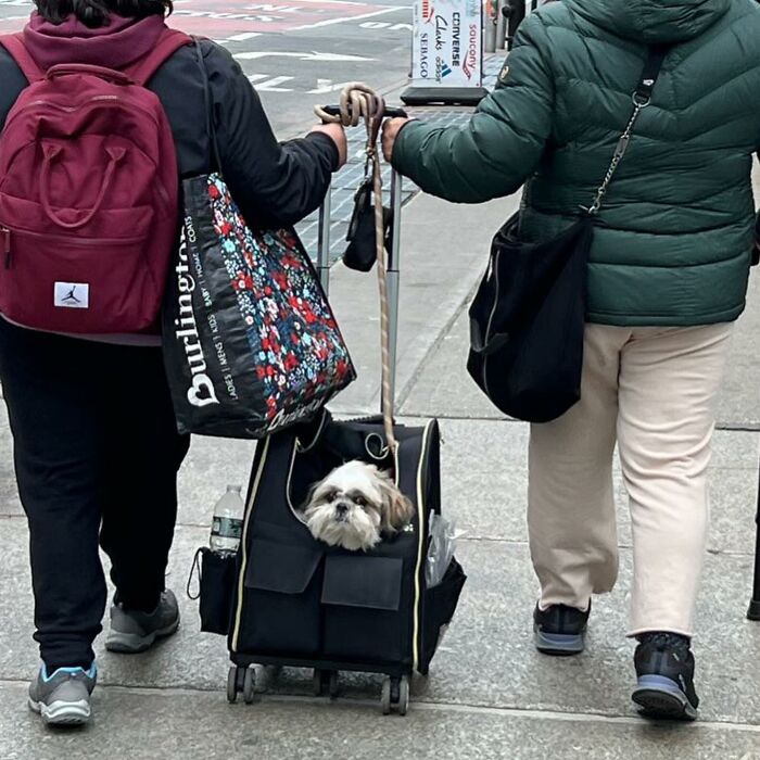 95 Adorable Dogs Riding In Bags As Shared By This Viral Page (New Pics)