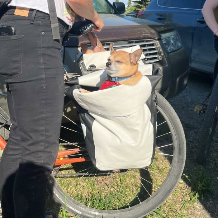 95 Adorable Dogs Riding In Bags As Shared By This Viral Page (New Pics)