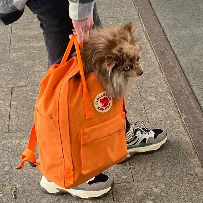 95 Adorable Dogs Riding In Bags As Shared By This Viral Page (New Pics)
